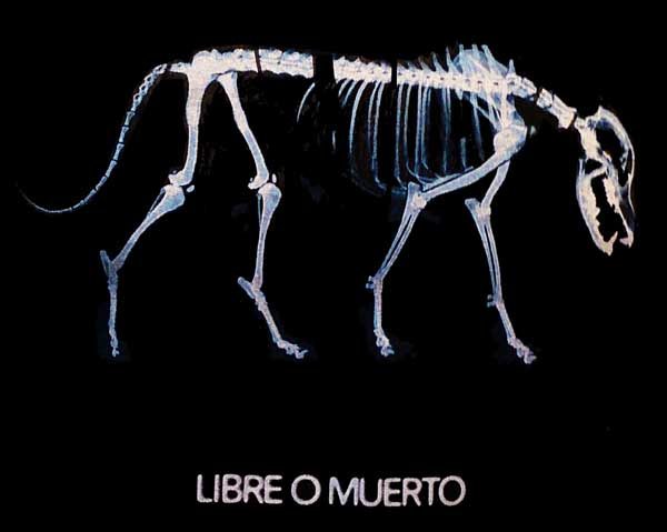 JAU MC "Libre o Muerto" - Imagen 2